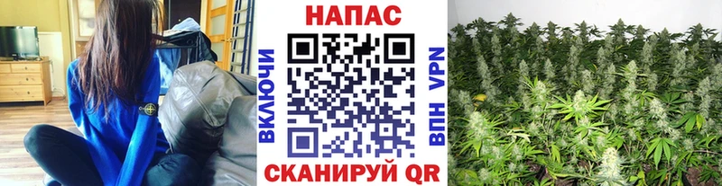 Конопля индика  Майский 
